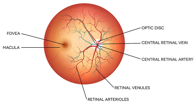 Chart Showing the Anatomy of the Eye